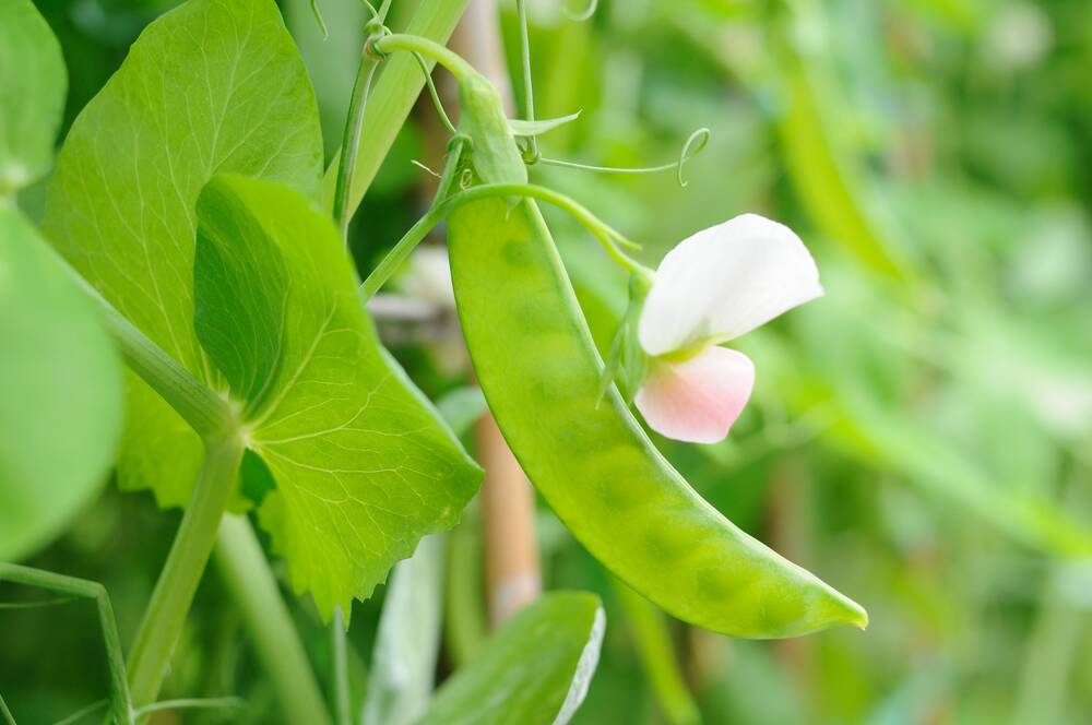 Sweet peas are a charming addition to any garden and can be planted now.