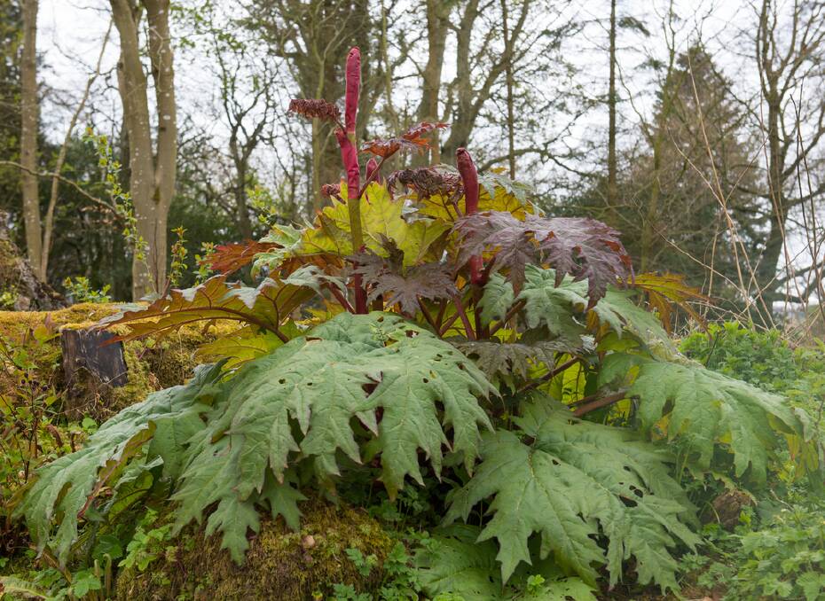 The spectacular Rheum palmatum is the perfect choice to boost a water garden border.