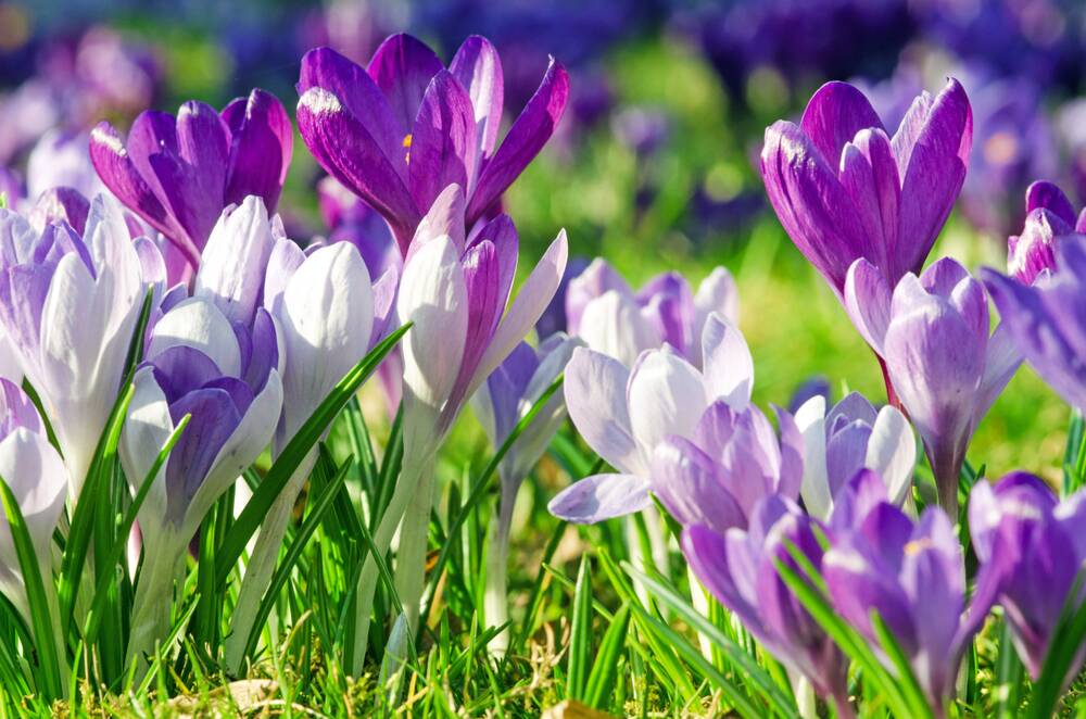 Crocus naturalised in lawn can create a spring meadow.