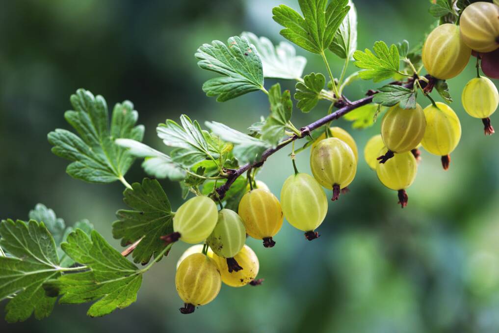 Gooseberries enjoy a plant food similar to that of roses, one high in potash.