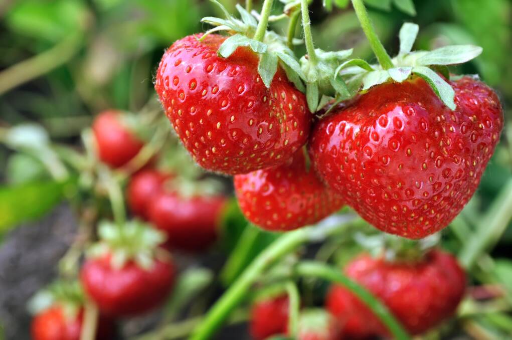 A wonderful variety of certified strawberry plants are still available for planting.
