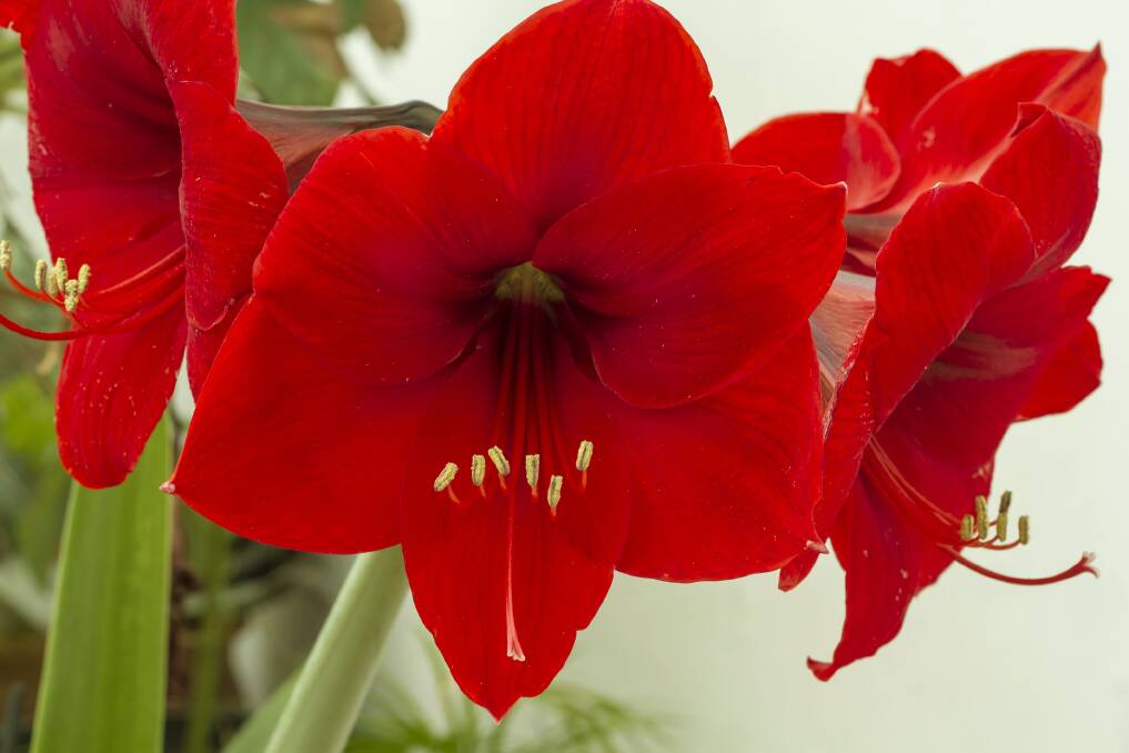 Amaryllis are a stunning showpiece but demand the correct care.