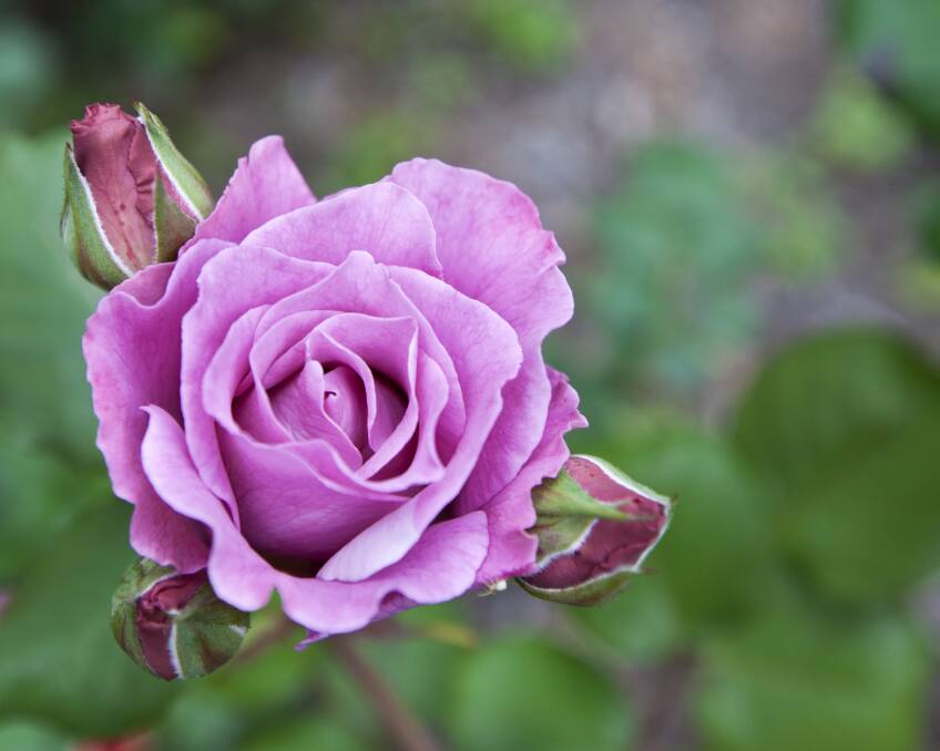With its stunning perfume, Blue Moon is also a favourite with rose lovers.
