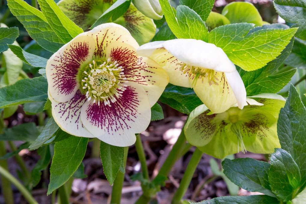 Take care when dividing your hellebores to avoid them sulking. 
