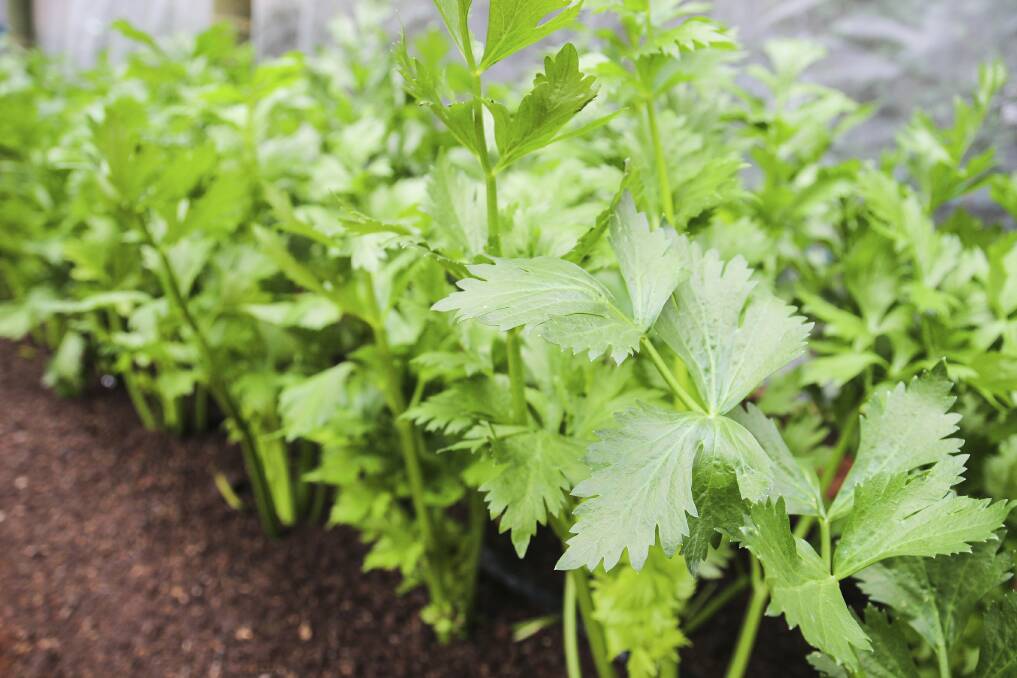 It is almost impossible to make the soil too rich for celery which is a very heavy feeder.