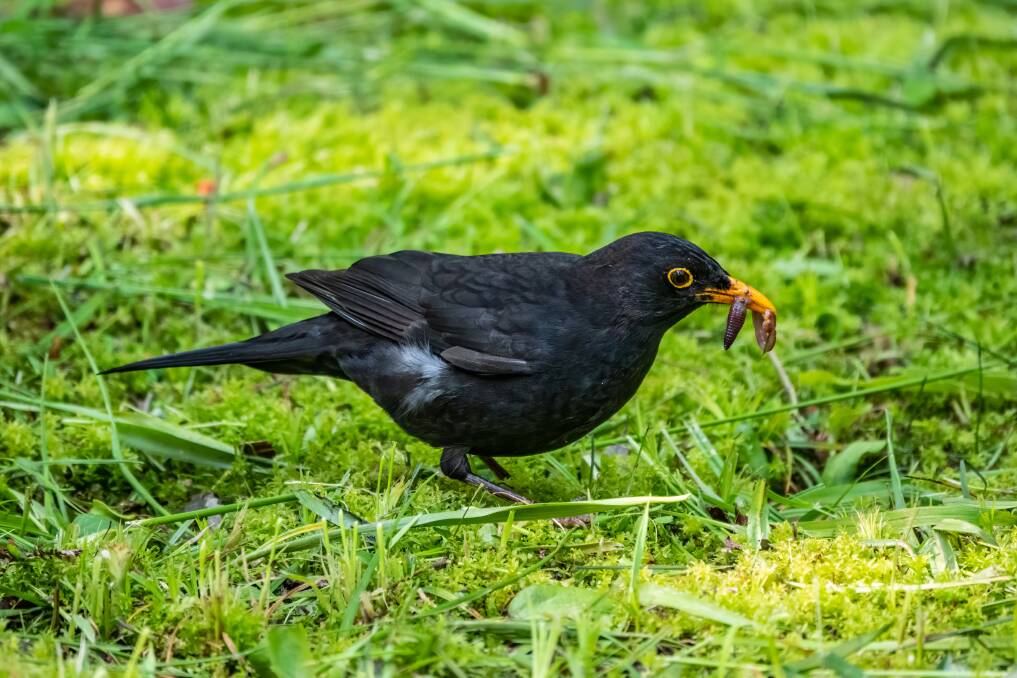 Blackbirds can be charming garden companions with their lively antics and gorgeous songs.