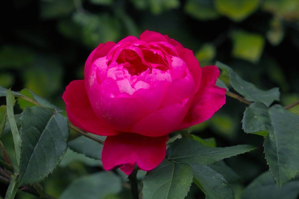The Benjamin Britten is a deep and unusual red pink in colour.
