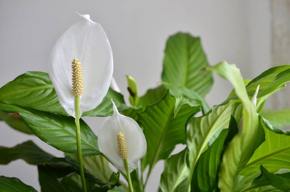 The Peace Lily is a popular choice for indoor gardeners.