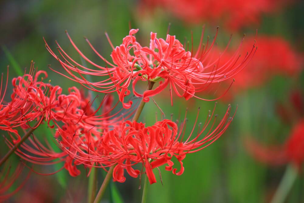 Lycoris, or spider lilies, with their long stamens have a arachnid quality.
