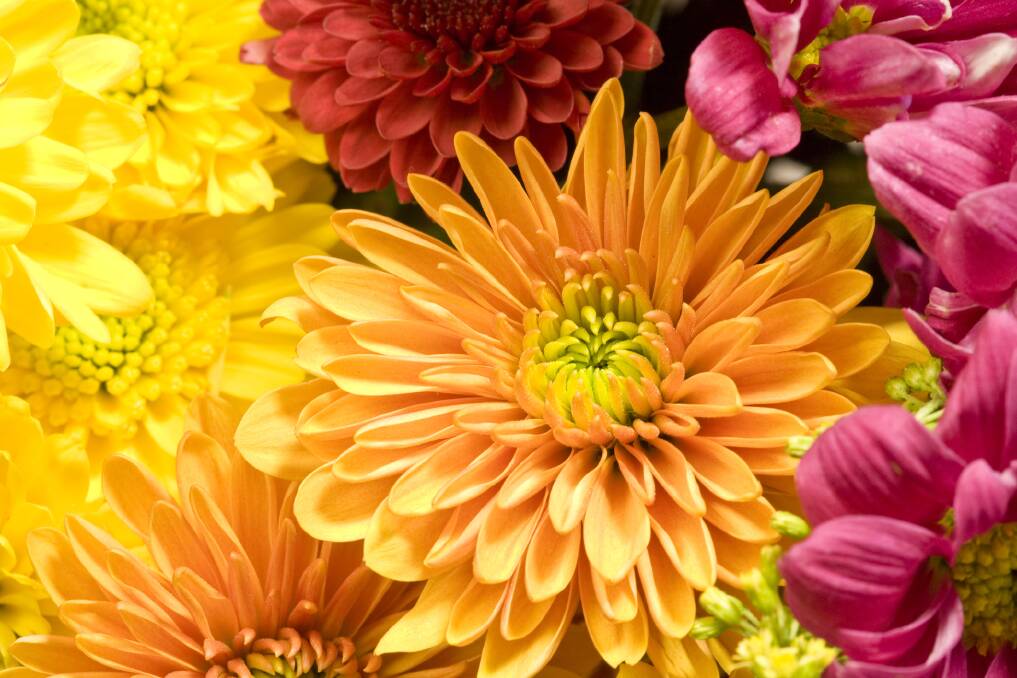 Chrysanthemums come in a spectacular range of colours which guarantee a stunning display.