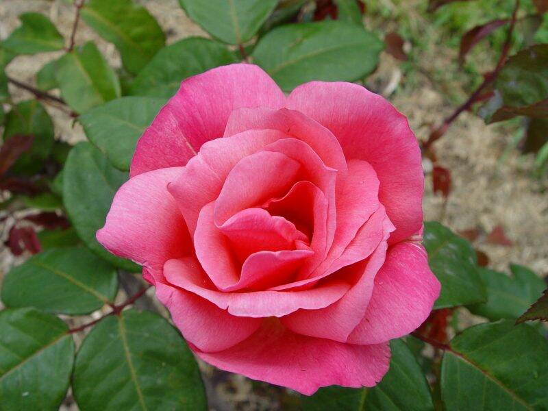 Timing is critical when pruning shrub roses like Lorraine Lee. Picture: Ross Roses