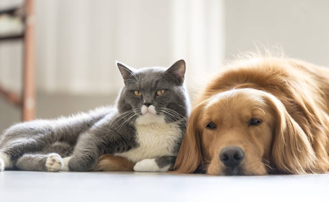 PLANNING: Understanding what your pet needs and when they need it is crucial.