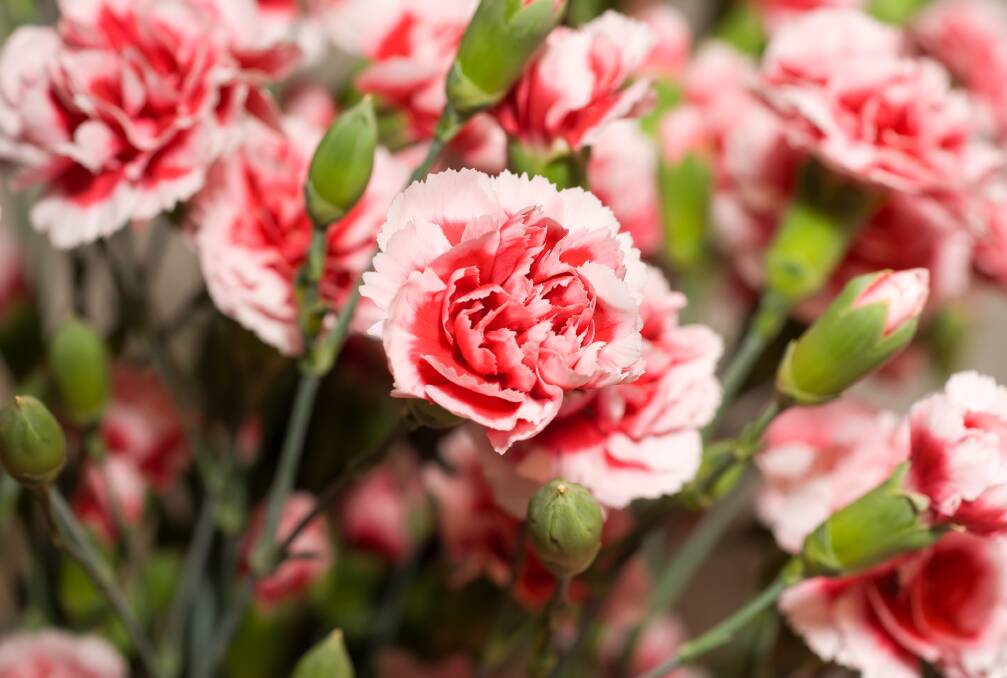 Carnations are still a very popular plant with their delicate colour and aroma.