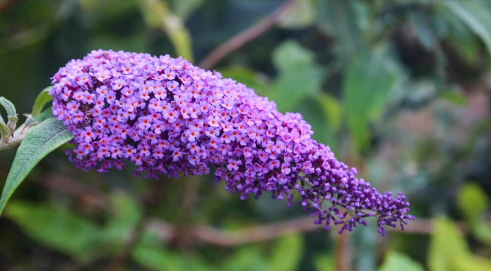 Buddleja, also known as the butterfly bush, attracts insects with a honey scent.