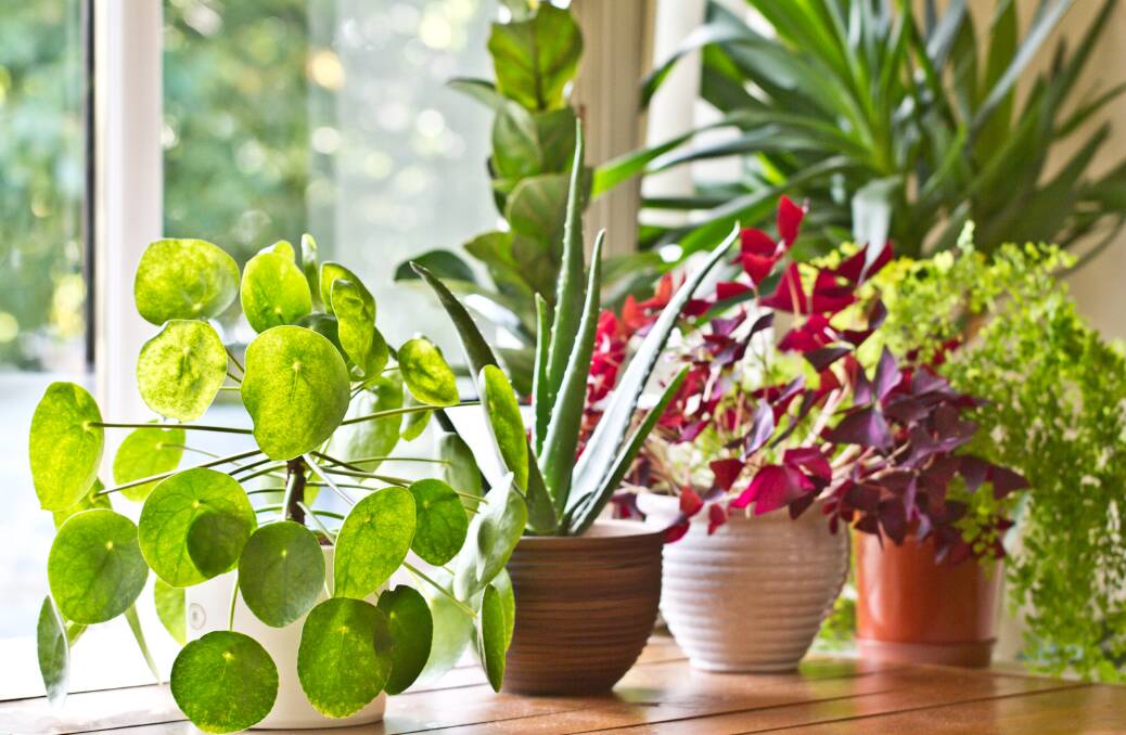 SOWING THE SEED: Success with a small collection of house plants can be the inspiration for an entire indoor garden.