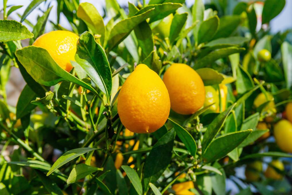 Yellow leaves and young fruit loss indicate your lemon tree needs food and/or water.