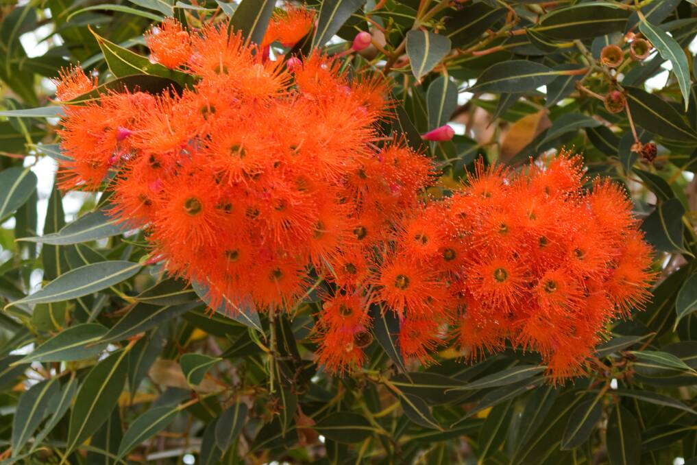 The vivid Albany red flowering gum is in fact a Corymbia. 