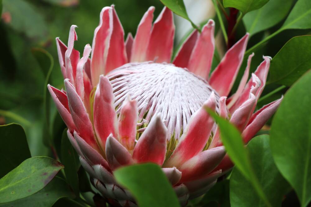 As soon as proteas have finished flowering remove dead blooms and some stem.