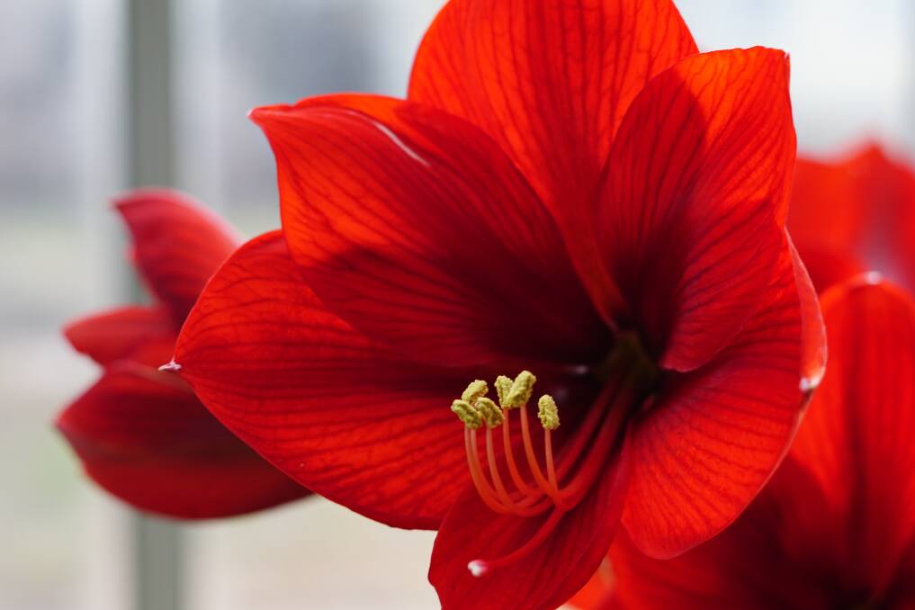 Seeds from the magnificent Hippeastrum can be collected in late summer, but may only last a few months without planting.