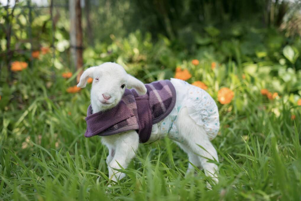 SMALL BUT MIGHTY: Edgars Mission's resident lamb Kiki Dee reminds us all that a little kindness goes a long way. Picture: Edgar's Mission