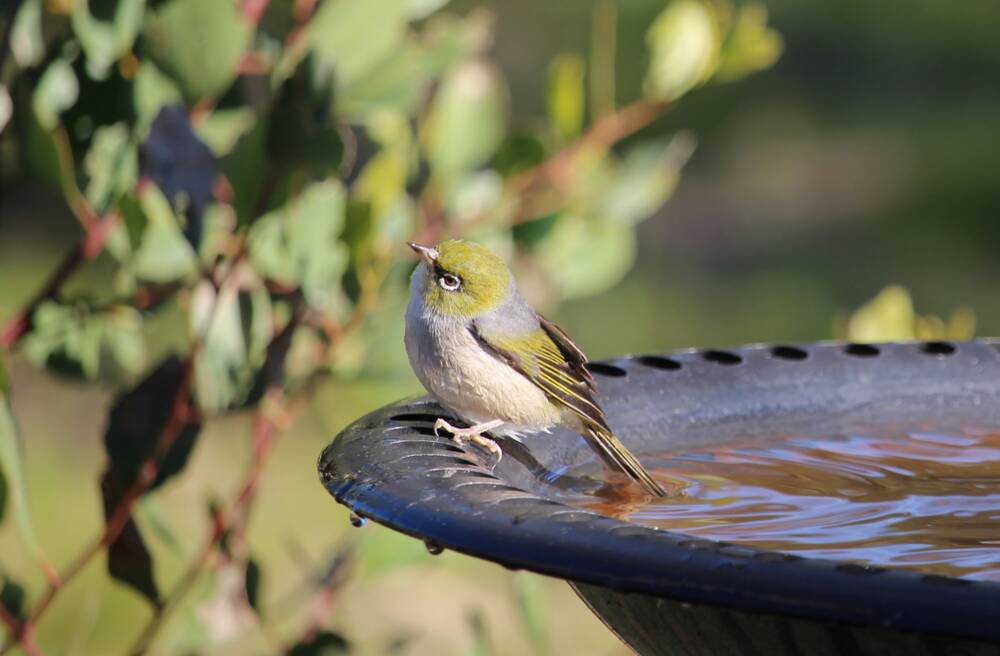 All species of birds require water so a clean, plentiful supply is beneficial.