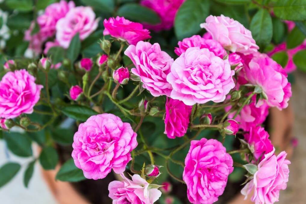 JUST MAGIC: The Fairy is a stunning variety of miniature rose which produces masses of perfect pink blooms. 