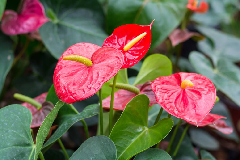 DISPLAY: The Anthurium andreanum, also known as the flamingo plant or painter's palette, is a vivid and exotic favourite.