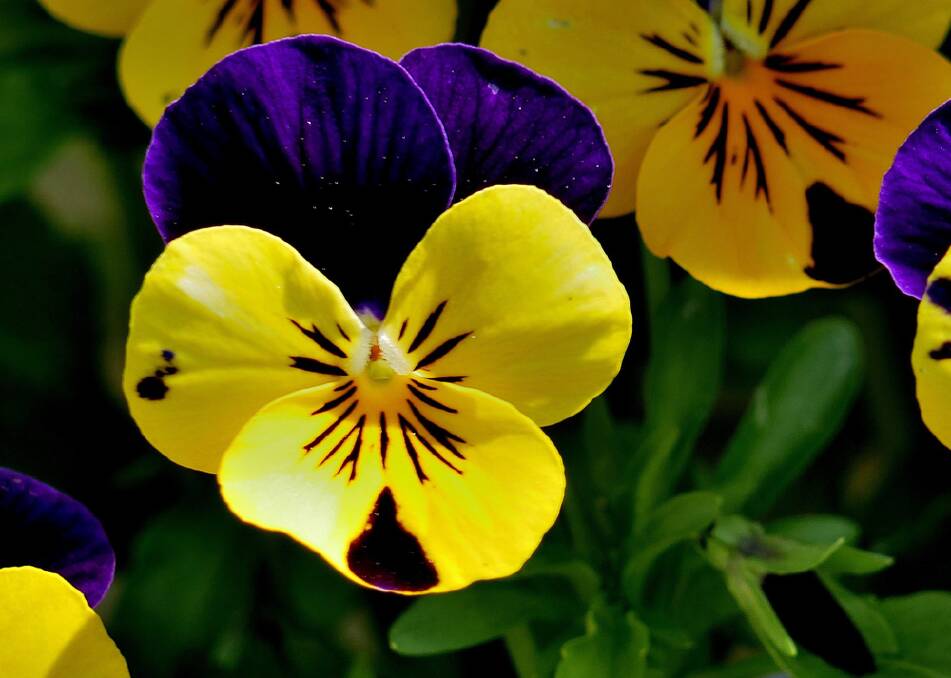 The viola tricolour or heartsease is a cheeky little plant that will liven up any patch of garden.