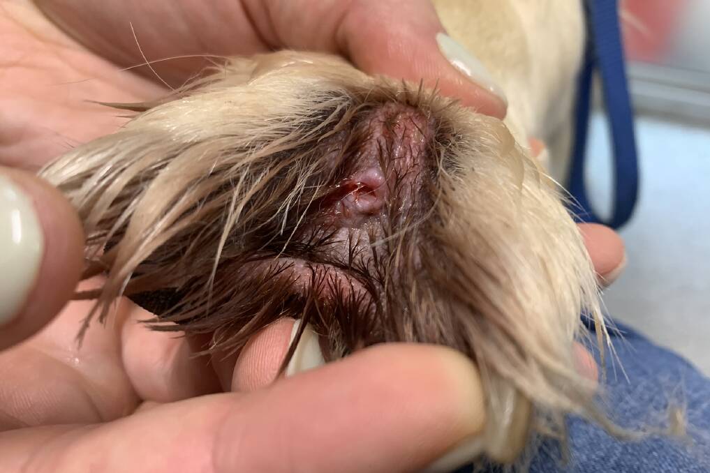 AFTERMATH: The crater left by the grass seed after it was removed from Mick's paw. He was treated with pain relief and antibiotics for the infection.