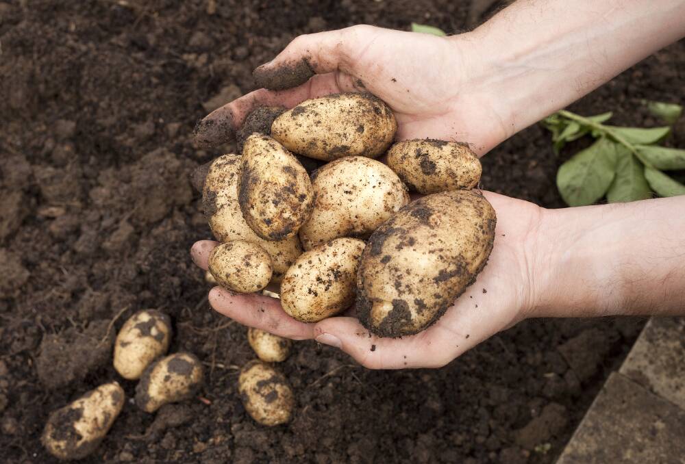 Potatoes thrive in moist soil with a pH of no more than six. It can be neither too acidic or too alkaline.