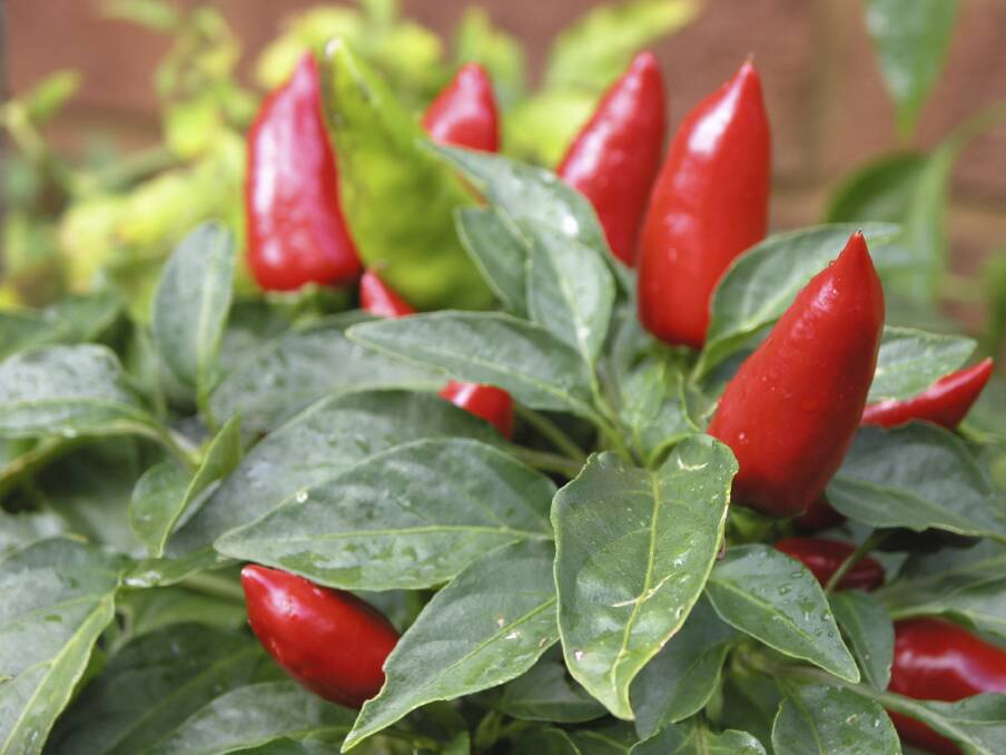 The general rule with chillies is the smaller the fruit the hotter they are.