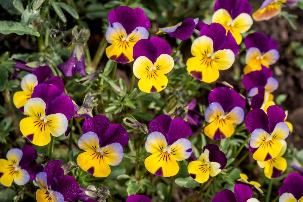 COOL COLOUR: Violas are one of many stunning flowers that can create a spectacular late winter display. Pictures: Shutterstock