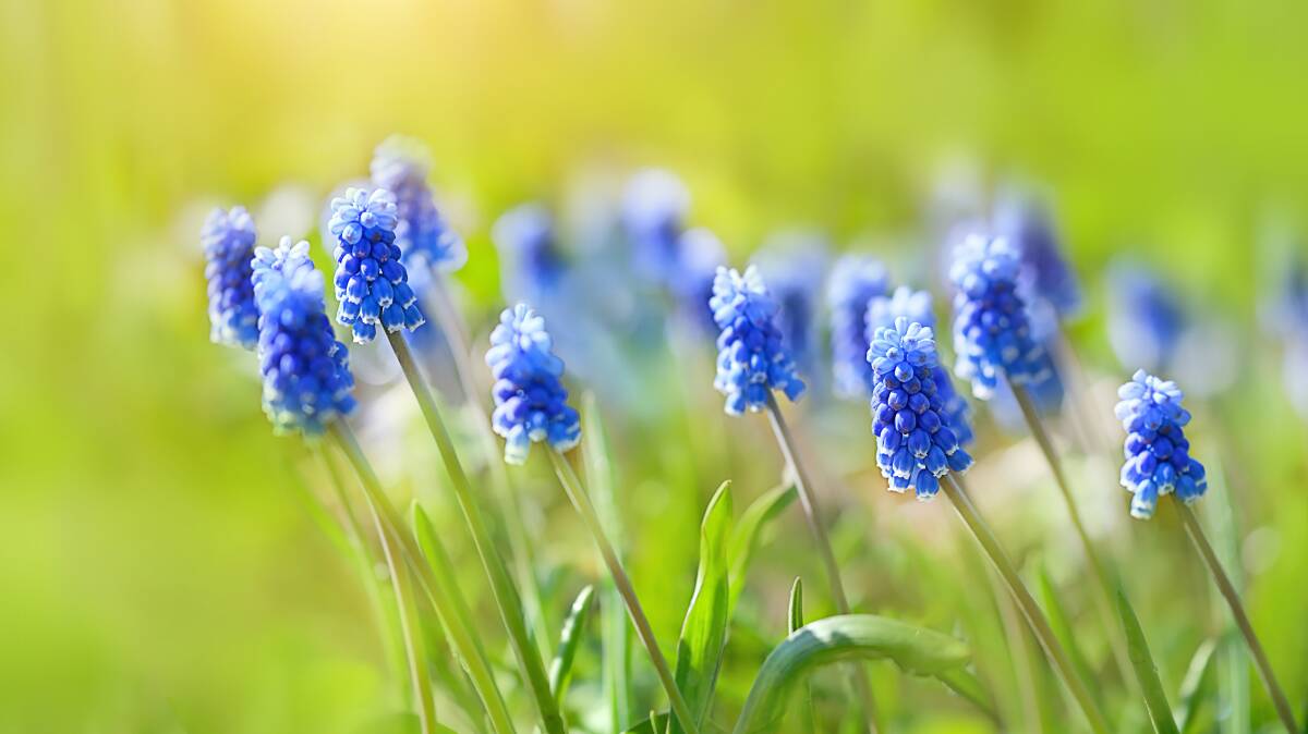 POTENTIAL: Bulbs like grape hyacinths may be tiny but, when planted in autumn, make a simply stunning display in spring.