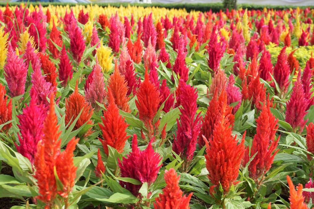 The colourful Celosia or plumed cock's comb can go into the garden now. Pictures: Shutterstock