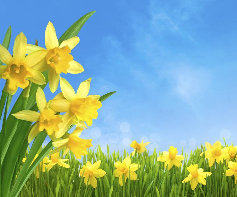DELIGHTFUL DAFFODILS: The brilliant yellow of the daffodil really is one of the signs that spring has arrived. Their joyful colour will brighten any space.