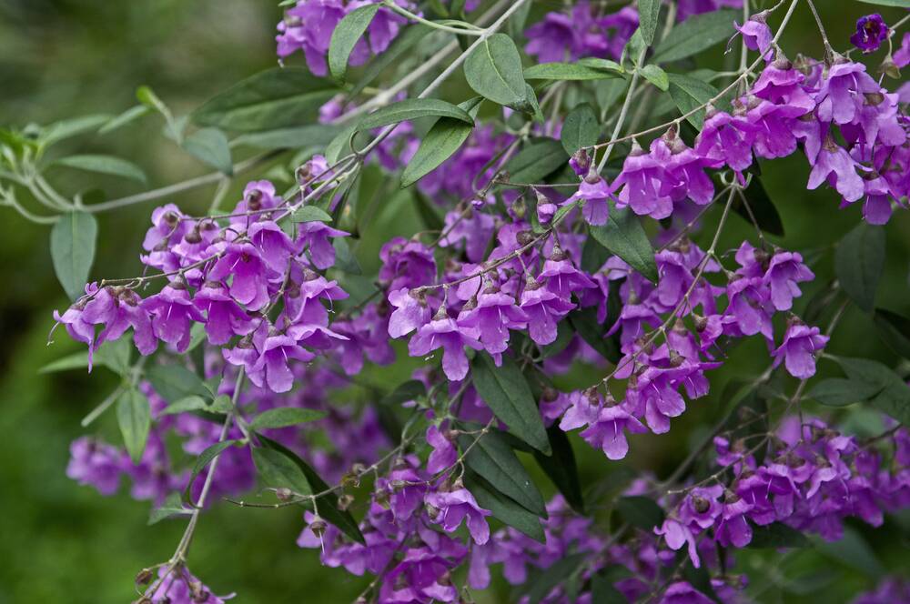P. ovalifolia has cascades of vivid purple flowers.