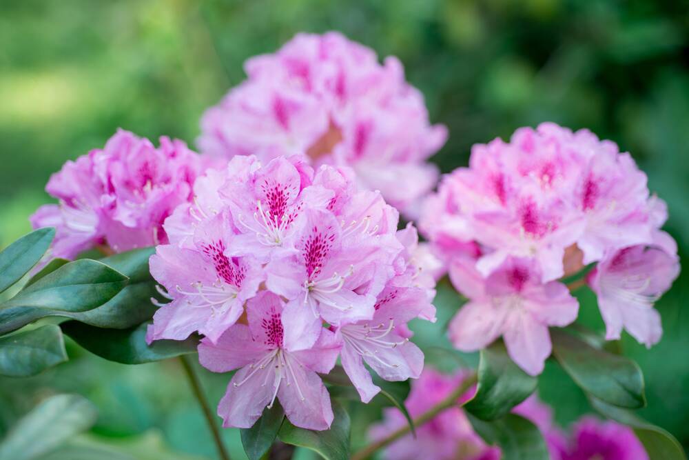 Removing old flowering stems will help your rhododendrons and azaleas thrive.