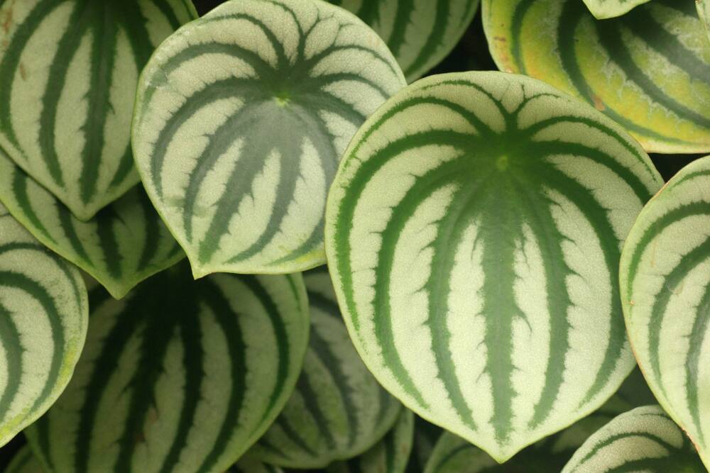 The peperomia argyreia's rounded leaves have eye-catching colouration.