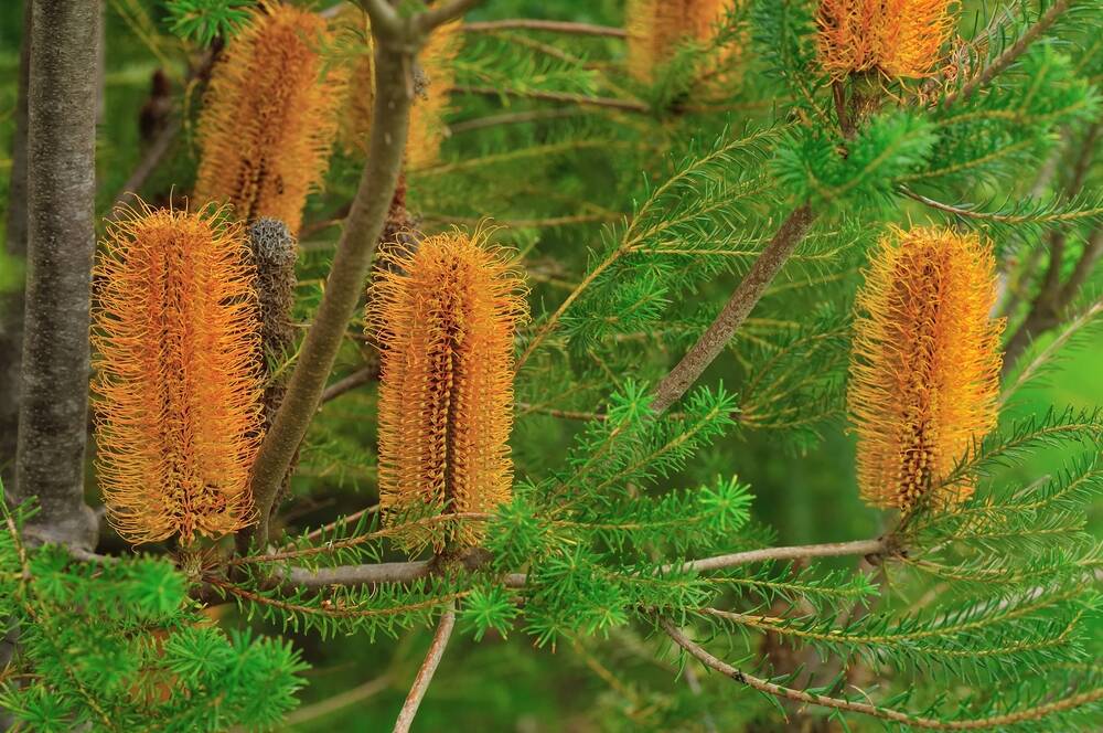 The honey-coloured Banksia ericifolia brings a warmth to the garden.