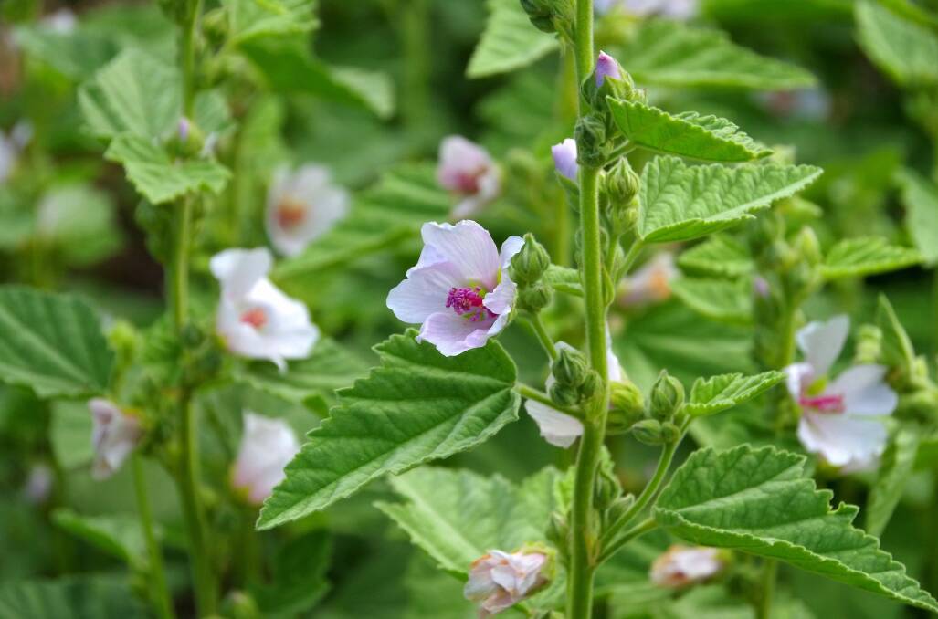 Boiled in wine or milk, marsh mallow roots produced a syrup popular as a cough remedy.