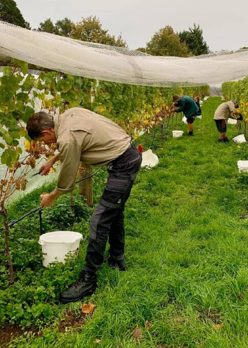 IDYLLIC: Staff harvesting vintage 2020 Riesling. Picture: Government House Tasmania
