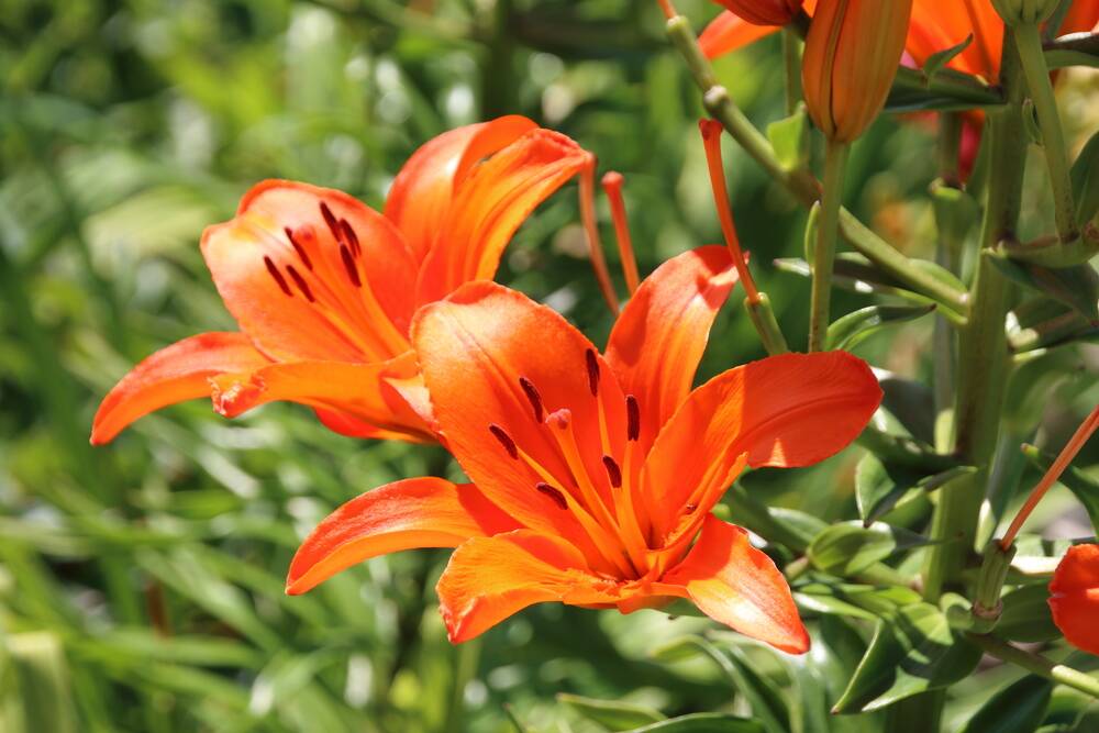 Asiatic liliums are the first to raise their beautiful heads in October.
