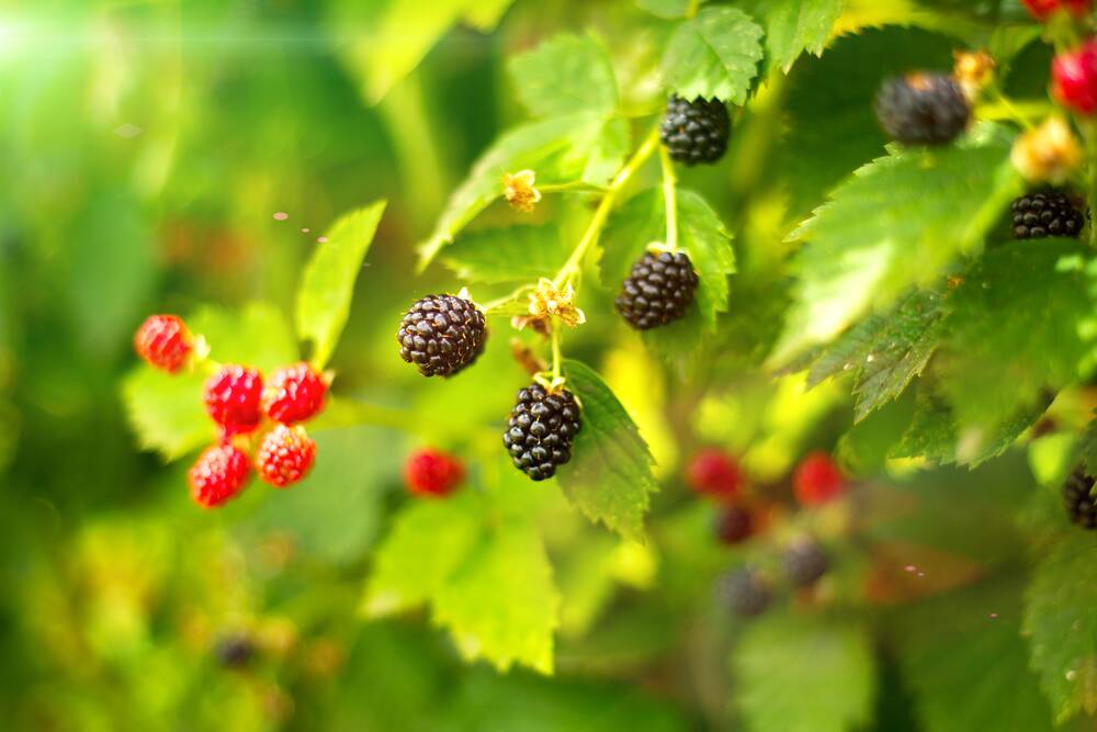 Blackberries should be removed from the garden as soon as they are found.