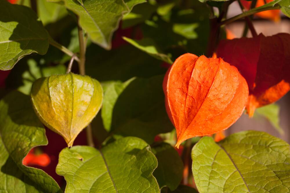Physalis franchetii with its vivid orange and red fruit coverings brings a touch of the exotic.