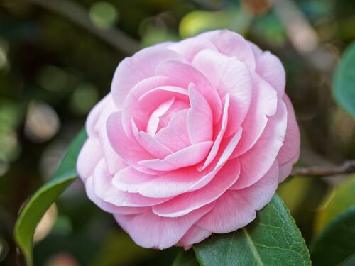 Camelias are wonderful for pruning into standards.