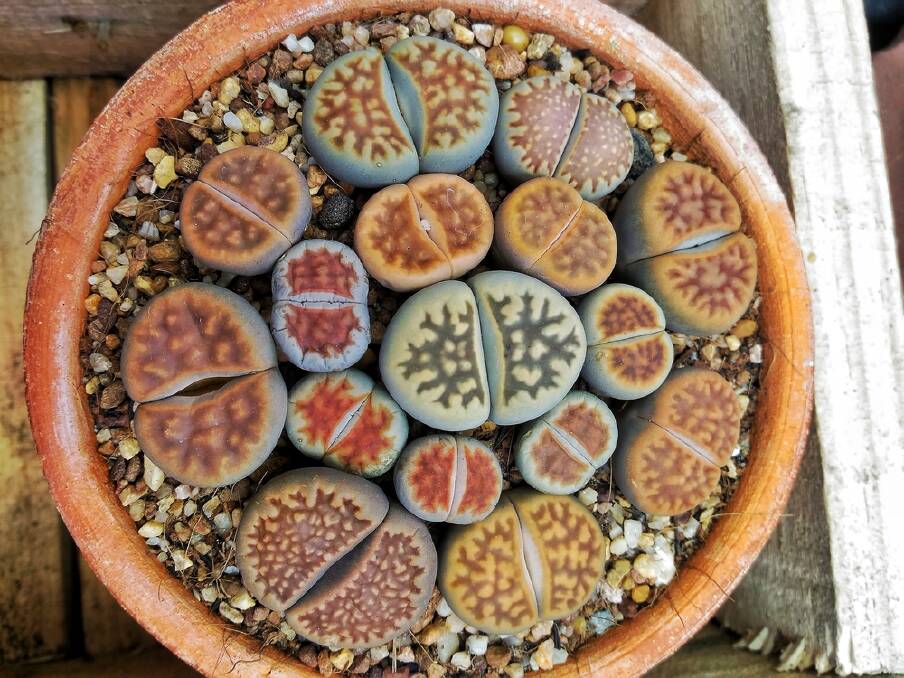 The extraordinary living stones, lithops, can be grown from cuttings.