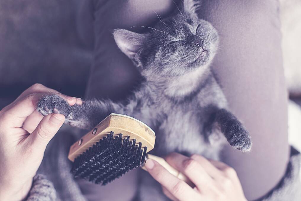 BRUSH UP: Additional grooming can help prevent the dreaded fur balls.