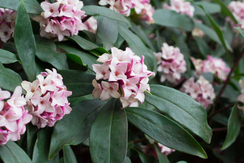 DELIGHTFUL: No garden should be without a bush of sweet-smelling daphne. Its pretty  blooms and delightful scent are truly something special.