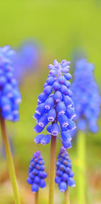 SPRING BULB MOMENTS: Grape hyacinth bulbs along with varieties of daffodils and freesias can be left in the ground but tulips and hyacinths should be lifted and stored.
