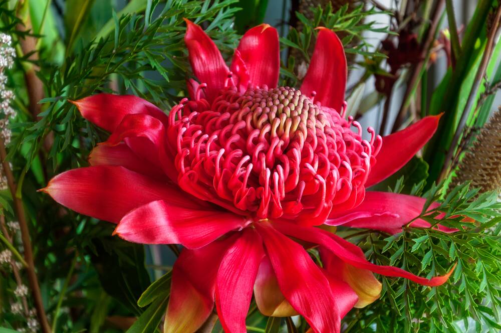 The traditional waratah has eye-catching and vivid red flowers.